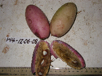 Lepiniopsis ternatensis image