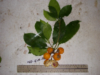 Ternstroemia cherryi image