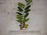 Tristiropsis acutangula image