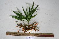 Dracaena angustifolia image