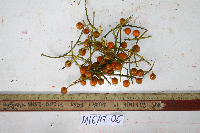 Dracaena angustifolia image