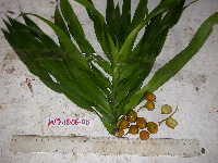 Dracaena angustifolia image