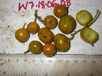 Dracaena angustifolia image