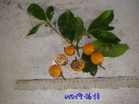Ternstroemia cherryi image