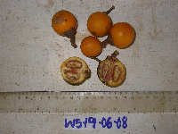 Ternstroemia cherryi image