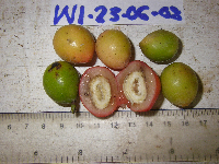 Chlaenandra ovata image