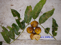 Spondias dulcis image