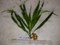 Dracaena angustifolia image