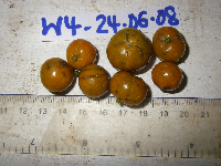 Dracaena angustifolia image