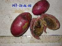 Lepiniopsis ternatensis image