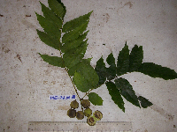 Tristiropsis acutangula image