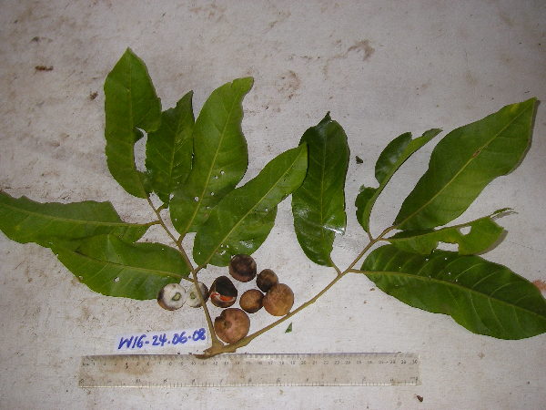 Aglaia subcuprea image