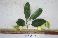 Garcinia assugu image