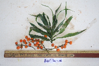 Dracaena angustifolia image