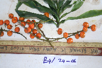 Dracaena angustifolia image