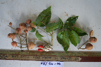 Prasoxylon alliaceum image