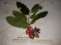 Goniothalamus aruensis image