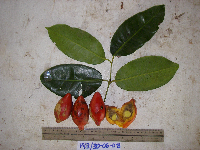Gnetum latifolium image