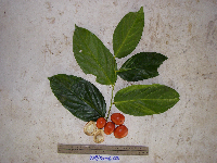 Gonocaryum litorale image