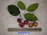 Syzygium gonatanthum image