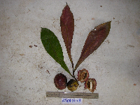 Terminalia kaernbachii image