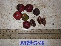 Terminalia complanata image