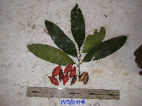 Goniothalamus aruensis image