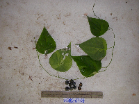 Stephania japonica image