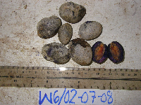 Helicia latifolia image