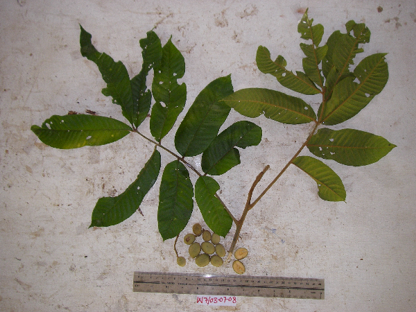 Aglaia tomentosa image