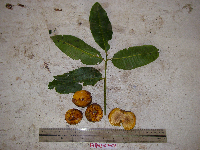 Spondias dulcis image