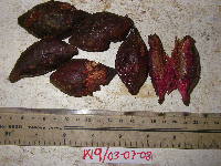 Terminalia complanata image