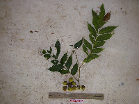 Tristiropsis acutangula image