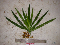 Dracaena angustifolia image