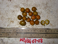 Dracaena angustifolia image