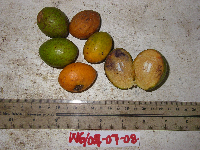 Microcos grandiflora image