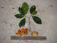 Ternstroemia cherryi image