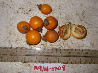 Ternstroemia cherryi image