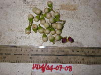 Litsea discolor image