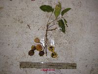 Prasoxylon alliaceum image