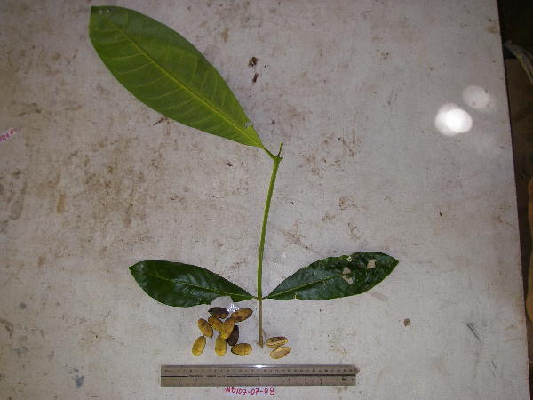 Terminalia impediens image