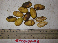 Terminalia impediens image