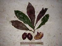 Terminalia kaernbachii image