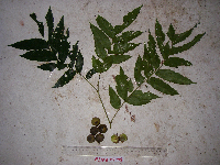 Tristiropsis acutangula image