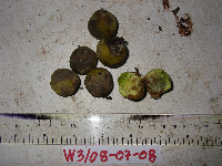 Tristiropsis acutangula image