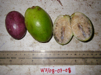 Lepiniopsis ternatensis image