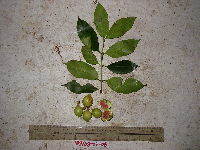 Garcinia assugu image