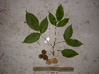 Sandoricum koetjape image
