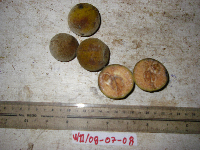 Sandoricum koetjape image