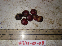 Terminalia complanata image